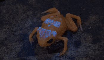 Brazilian toadlet (GIF illustrates difference between what we see and what other animals see - toadlets don't flash), Credit: NYU Abu Dhabi Postdoctoral Associate Sandra Goutte Brazilian toadlet