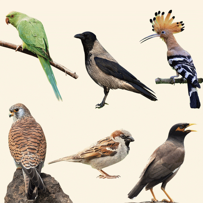 Credit: none Disappearing birds in Jerusalem