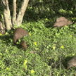 Banded mongooses which took part in the study.