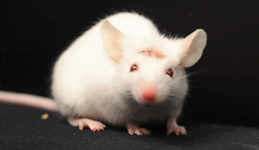 A mouse that was implanted with human brain tissue.