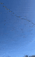 Giant flocks of pelicans cross over Israel