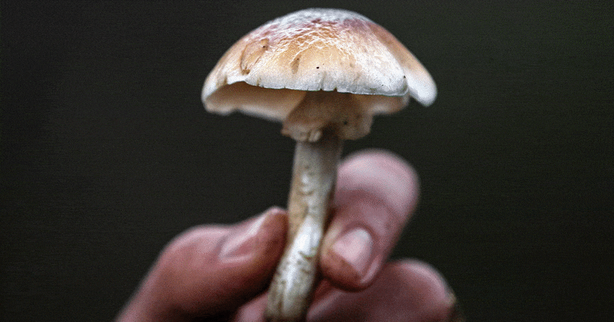 Underground lies a hidden world we're only starting to understand. Welcome to the age of the mushroom