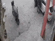 Israeli Border Police officer filmed throwing stun grenade into car in East Jerusalem, trapping Palestinians inside